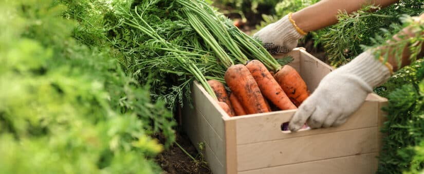 Back to Basics Organic Farming and Gardening