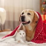 Adorable,Dog,And,Cat,Together,Under,Blanket,At,Room,Decorated