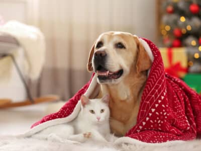 Adorable,Dog,And,Cat,Together,Under,Blanket,At,Room,Decorated