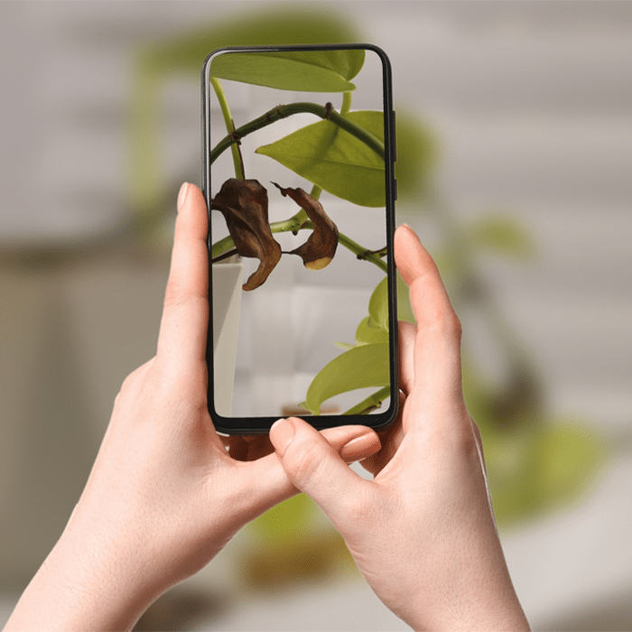 Plant app 700&times;700